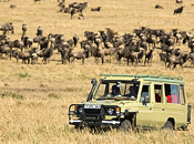 safari, savanne, rover